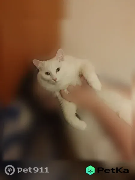 Пропала кошка, Ижевск, Союзная, д. 17, Ижевск — белая пушистая кошка с зелёными глазами - photo
