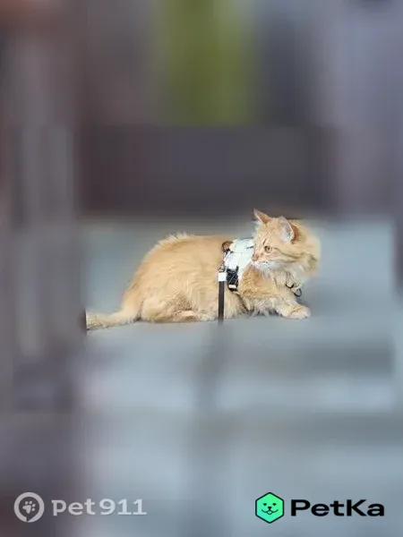 Пропала кошка, Спартаковская, д. 165, Казань — рыжий кот, 10 лет - photo