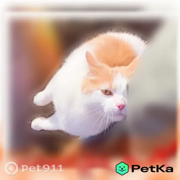 Пропала кошка, Деревня Новая Мельница, Новоселов, д. 31, Новая Мельница — крупный дружелюбный кот Ричи - photo