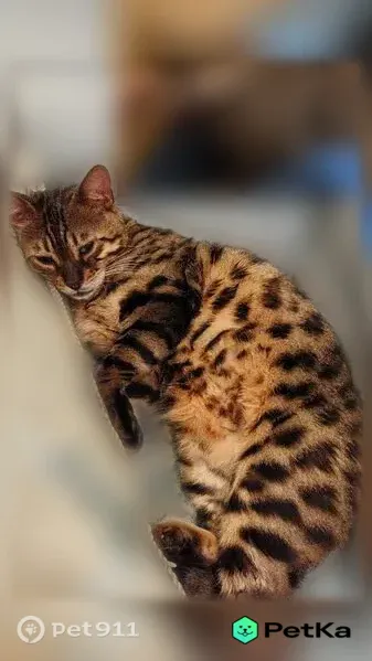 Пропала кошка, Кинель, Виноградная, Кинель — котику 5 лет, бенгал - photo