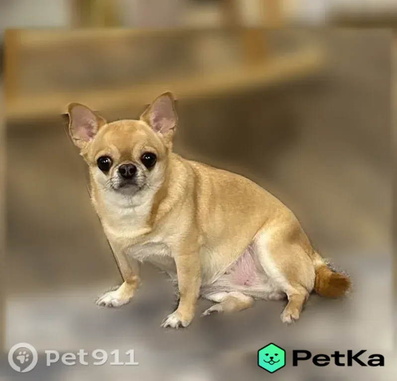 Пропала собака, Тюмень, Агеева — чихуахуа, откликается на кличку Стеша - photo