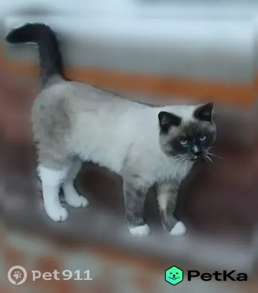 Пропала кошка, Кольчугино, Металлургов, Кольчугино — тайской породы, чёрно-белая - photo