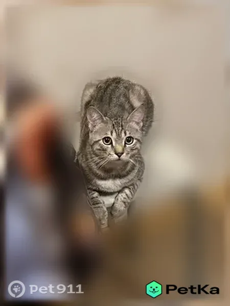 Пропала кошка, Район Октябрьский (г Пенза), Строителей, д. 48, Пенза — котёнок Юки, серый с полосками - photo