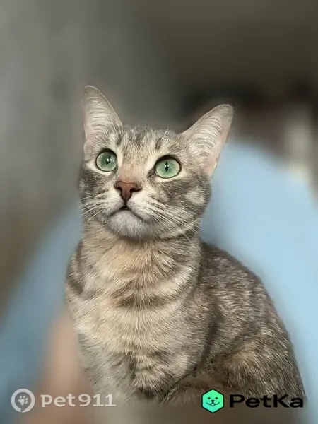 Пропала кошка, Нижний Новгород, Чаадаева, д. 48 — очень пугливая, серенькая с рыжиной - photo