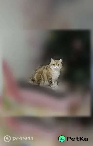Пропала кошка, им. газеты 