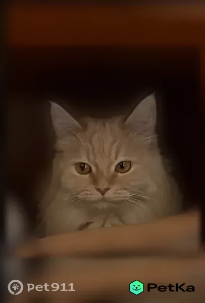Пропала кошка, Ленина, д. 51 8, Нижний Новгород — подстрижена, с хвостом-кисточкой - photo