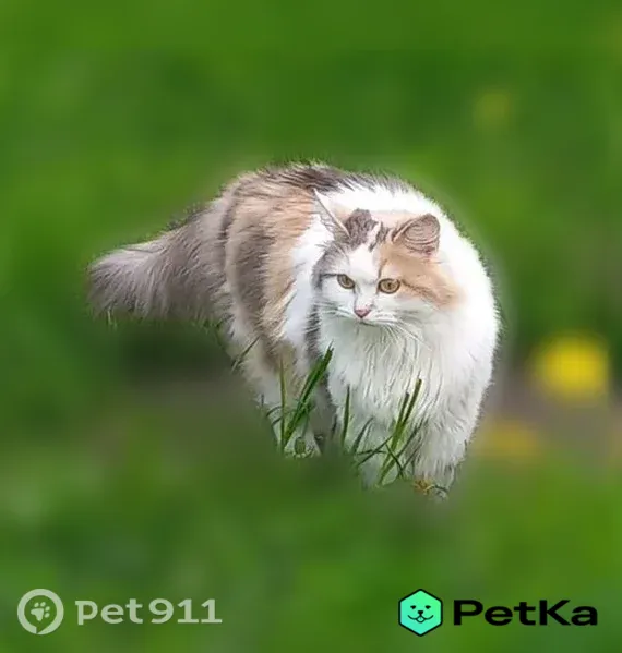 Пропала кошка, Деревня Рахманово (г Солнечногорск), Солнечногорск — белая с пятнами, пушистая - photo