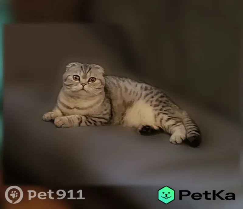 Пропала кошка, Крупской, д. 40а, Мурманск — шотландская вислоухая, серебристый окрас, жёлто-карие глаза - photo