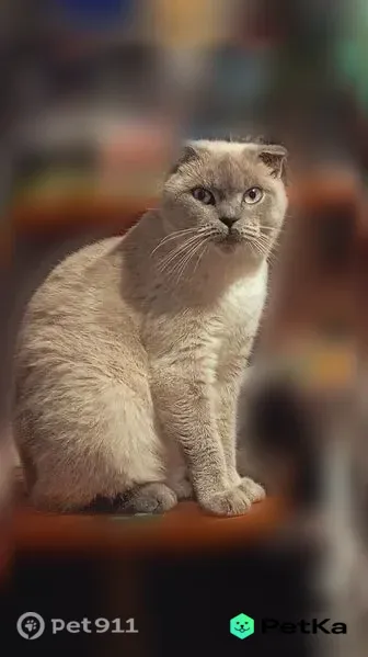 Пропала кошка, Станица Ханская (г Майкоп), Первомайская, Майкоп — светлая, с серо-голубыми глазами - photo