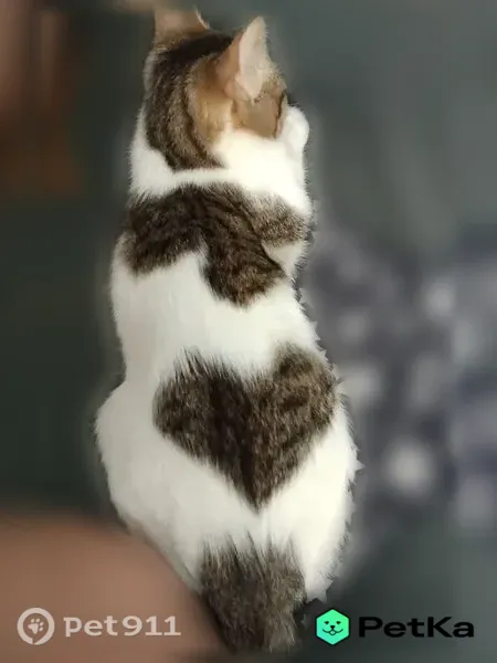 Пропала кошка, Кушва, Всеобуча, Кушва — белая с пятнами, домашняя - photo