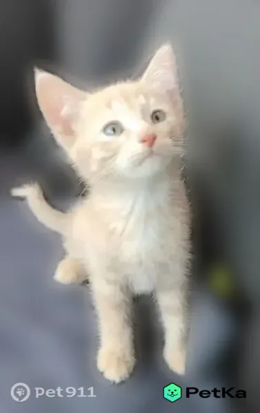 Пропала кошка, Тэцевская, д. 27, Казань — котёнок 3-4 месяца, ярко-голубые глаза - photo
