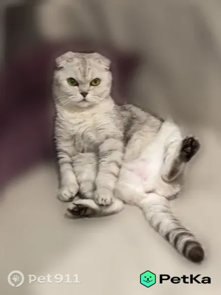 Пропала кошка, Иваново — был открыт балкон - photo