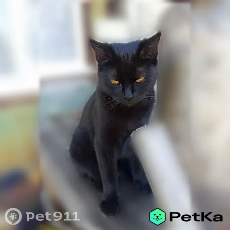 Пропала кошка, Кольцова, д. 1, Воронеж — полностью чёрная, кличка Черный - photo