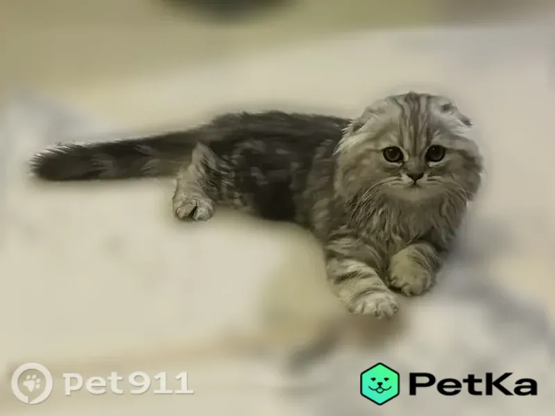 Пропала кошка, Воронеж, Карла Маркса, д. 92 — шотландская длинношерстная, 3 месяца - photo