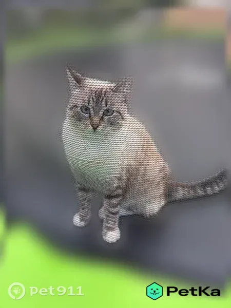 Пропала кошка, Деревня Костинское, Шексна — тайская, в белых носочках - photo