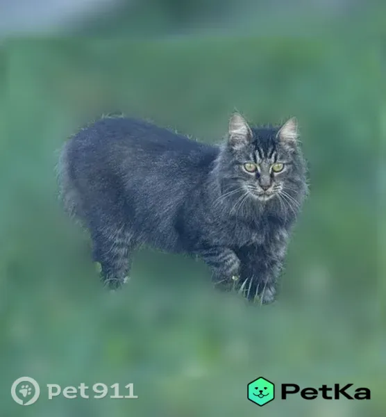 Пропала кошка, Деревня Подпорино (г Истра), д. 6, Истра — зелёный ошейник, пугливая - photo
