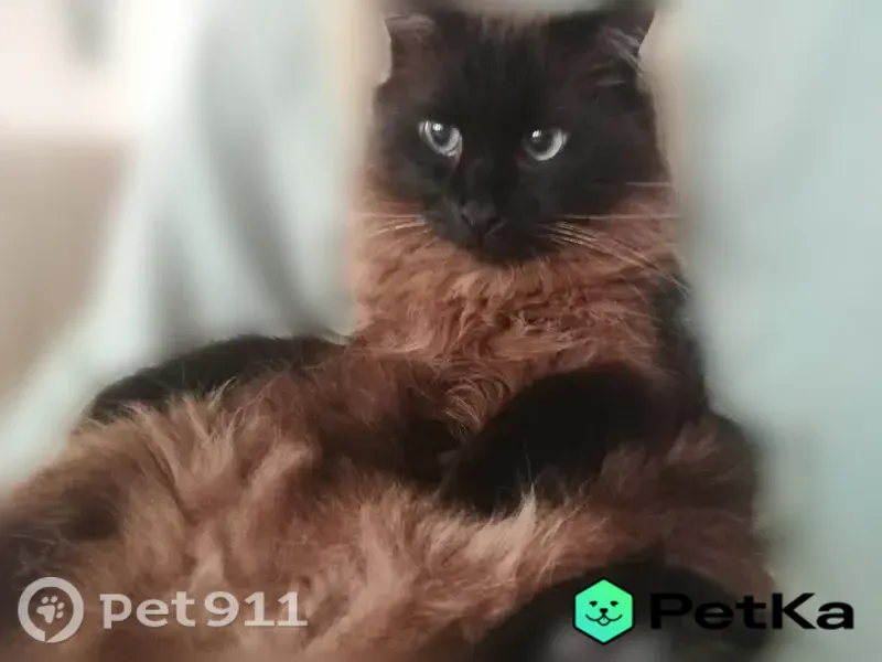 Пропала кошка, Корсунский, д. 5, Краснодар — темно-коричневая, спокойная - photo