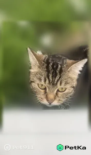 Найдена кошка, Таштагол, Ноградская, д. 15, Таштагол — молодая, мраморная табби - photo
