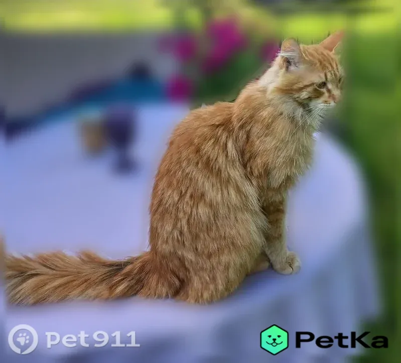 Пропала кошка, Арамиль, Светлый, Арамиль — некастрированный, похож на мейкуна, добрый - photo