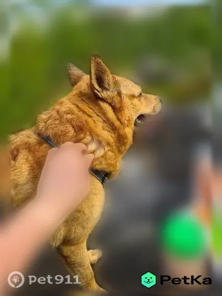 Найдена собака, Мурманск, Бочкова, д. 15 — рыжая, с поводком Milopets - photo