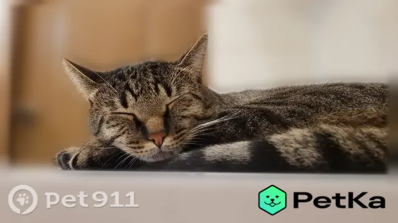Пропала кошка, Воронеж, 232 Стрелковой дивизии, д. 9, Воронеж — коричневый кот в чёрную полоску - photo