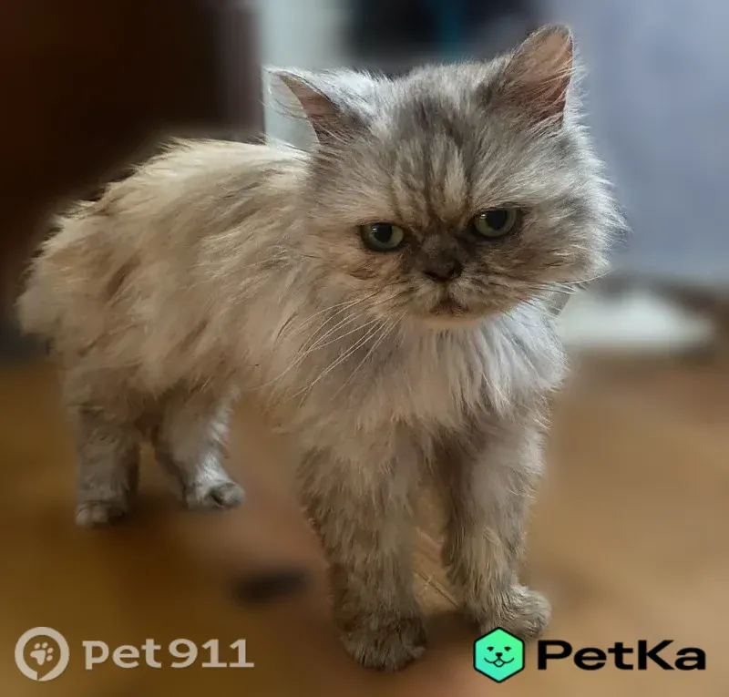 Найдена кошка, Курган, Зелёная, д. 70 — персидская, очень ласковая - photo