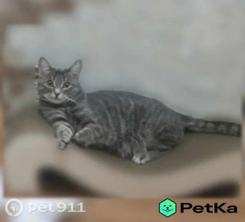 Пропала кошка, ул. Набережная 53, Дивногорск - photo