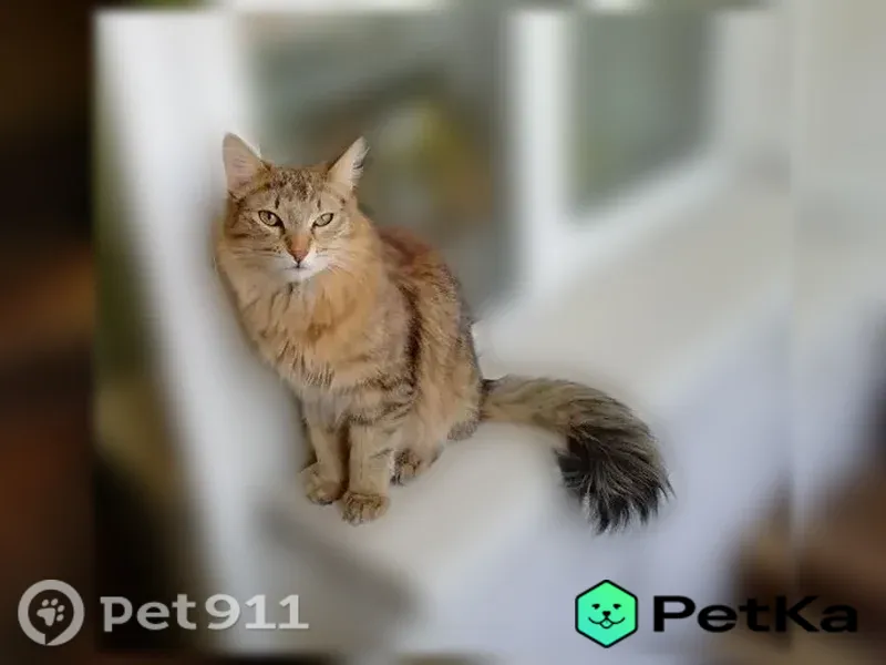 Пропала кошка, Дзержинского, д. 51, Якутск — рыжеватый котик, чёрные подушечки лап - photo