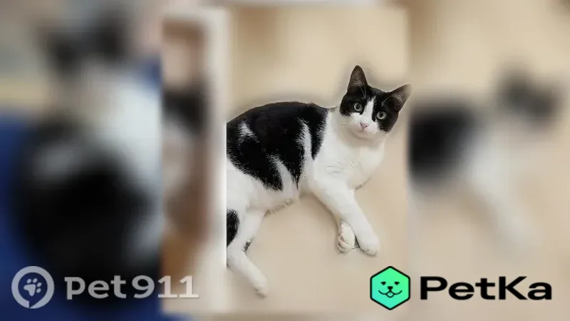 Пропала кошка, Улан-Удэ, Ключевская, д. 16 — черно-белый окрас, желто-рыжие глаза - photo