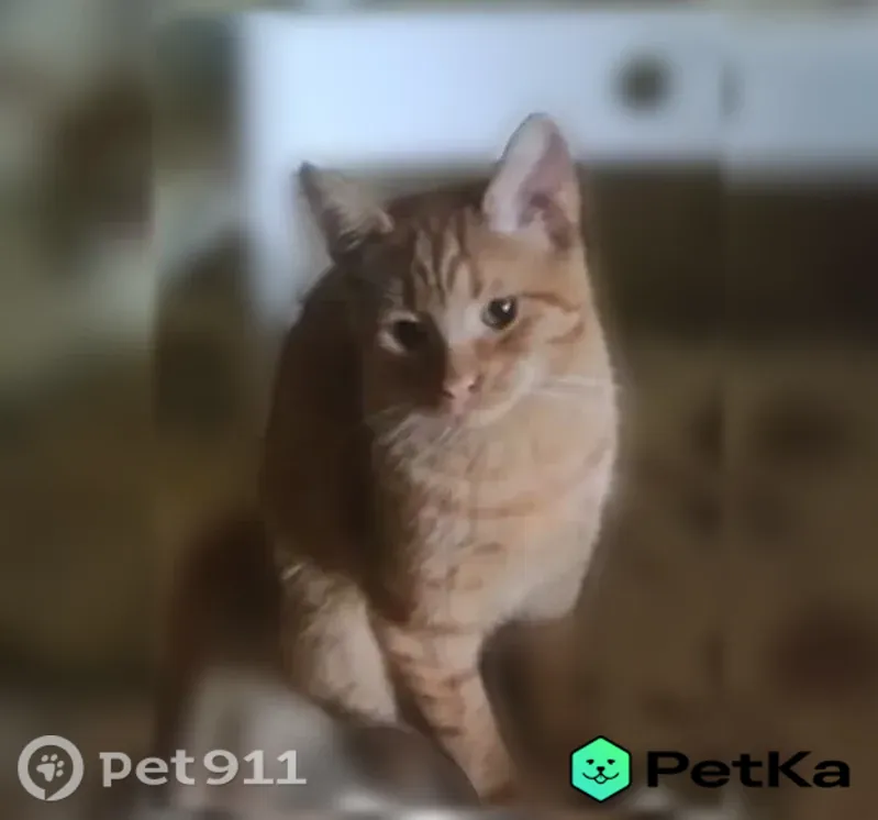 Пропала кошка, Королёв, Болдырева, д. 12, Королёв — ярко-рыжая в полоску, очень ласковая - photo