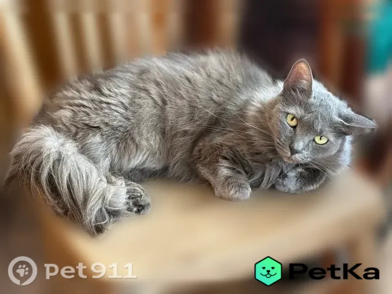 Пропала кошка, Территория снт Ладога-73 (м-в Восход), д. 7, Восход Василеостровского Района - photo