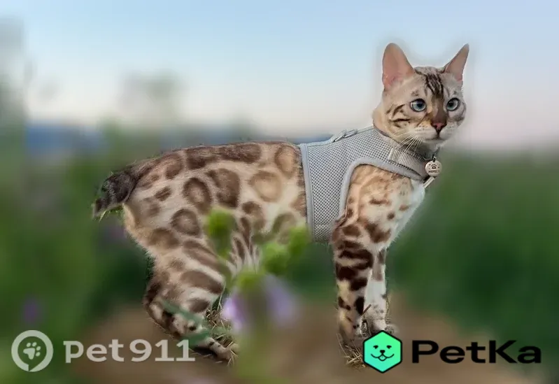 Пропала кошка, Геленджик — на шее медальон с именем и номером телефона - photo