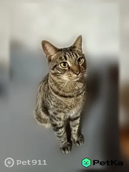 Пропала кошка, им. Кузнецова, д. 5, Волгоград — добрый, идёт на руки легко - photo