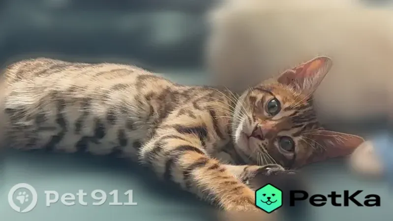 Пропала кошка, Рубцовск, Кутузова, д. 51, Рубцовск — с ошейником с адресником - photo
