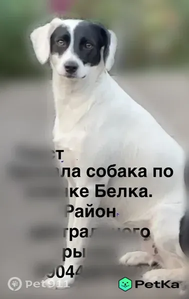 Пропала собака, Таганрог, Карла Либкнехта, д. 126 — кличка Белка - photo