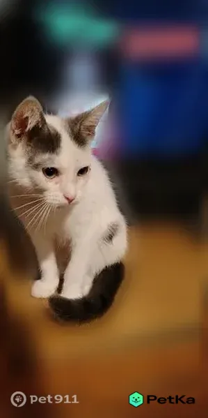 Пропала кошка, Кунгур, Голованова, д. 153, Кунгур — серый хвост, белый окрас с пятнами - photo