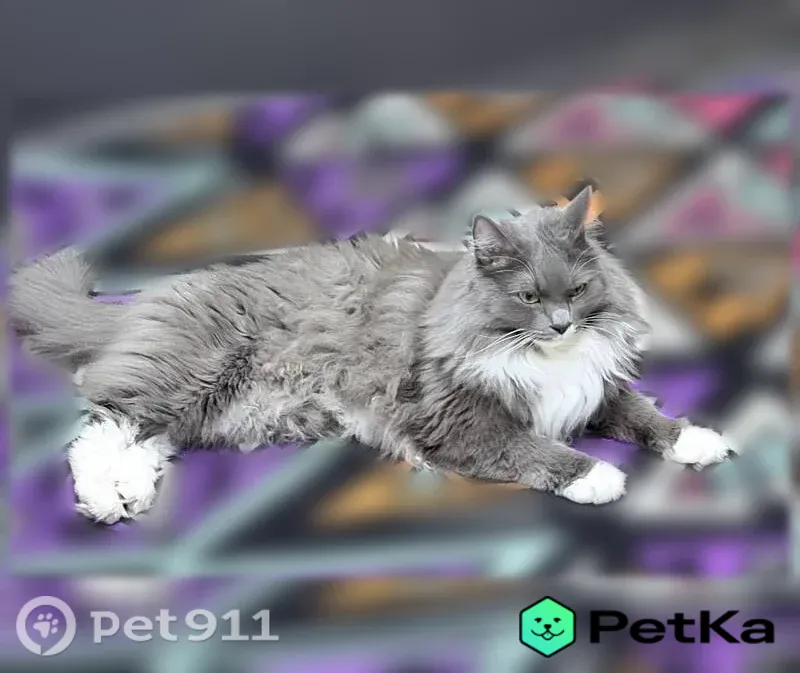 Пропала кошка, Ивантеевка, 3-й Пятилетки, д. 89, Ивантеевка — сибирский кот, откликается на кличку «Бро» - photo