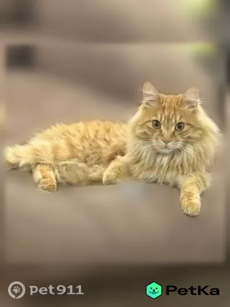 Пропала кошка, Тотьма — нет хвоста - photo