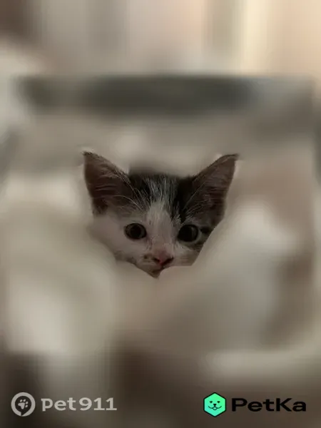 Кошка ищет дом, Жуковский, Чкалова, д. 5А — игривая, тянется к рукам - photo