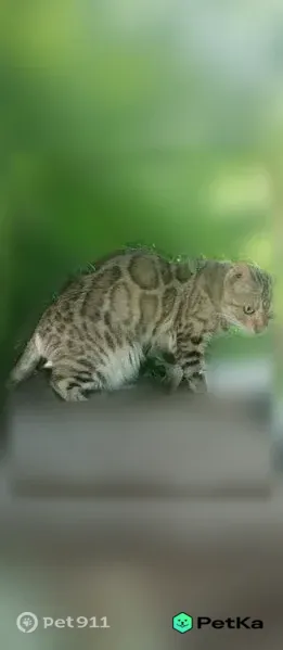 Найдена кошка, Новый, д. 35, Новосибирск — похожа на бенгальскую, в руки не даётся - photo