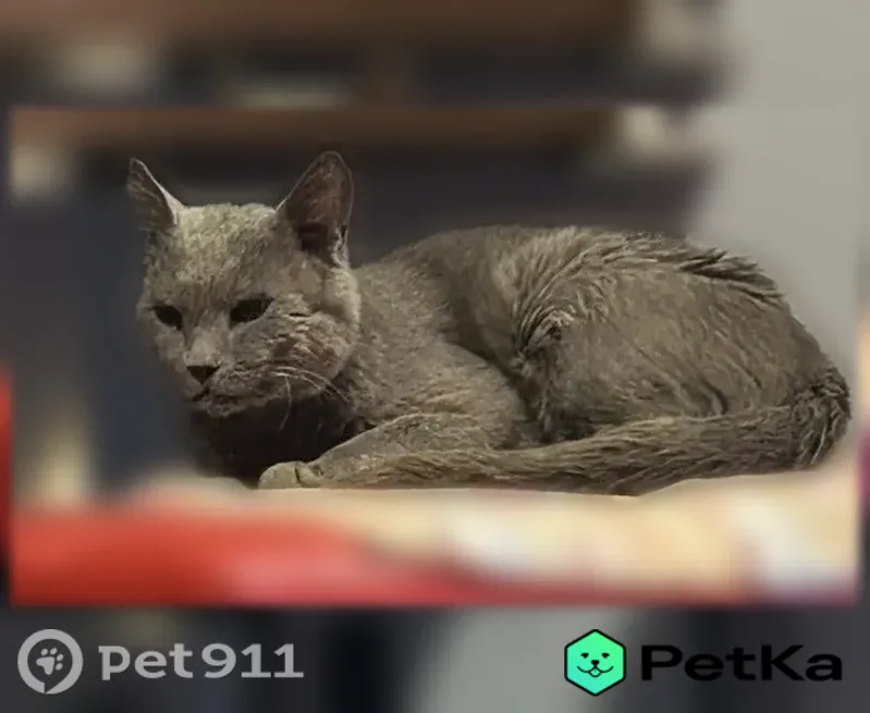 Пропала кошка, Микрорайон Южные Горки-3 (поселок Мещерино) (г Видное), Видное — мальчик 10 лет, русская голубая - photo