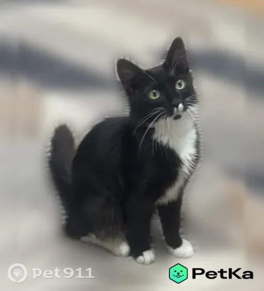 Пропала кошка, Дзержинск, Гайдара, д. 35А — черно-белая, на бородке чёрное пятнышко - photo