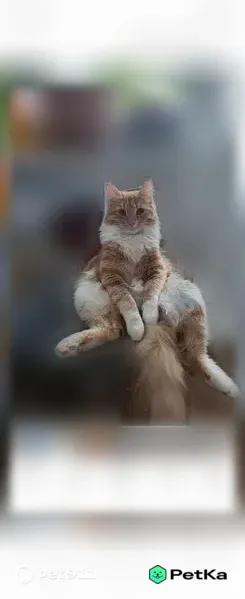 Пропала кошка, Сургут — 1 год, рыжая с белым брюшком - photo