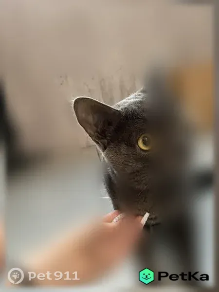 Пропала кошка, Власихинская, Барнаул — молодой котик, не кастрат - photo