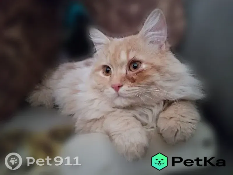 Пропала кошка, Мельникова, д. 30, Нижний Новгород — персиковая, жёлтые глаза - photo