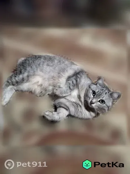 Пропала кошка, Чайковский, Мира, Чайковский — пугливая, короткий хвост - photo