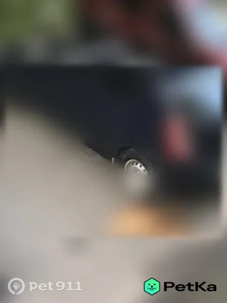  Pet911 ru