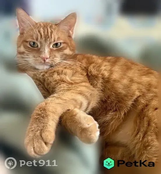 Пропала кошка, Деревня Кощеево, Владимир — рыжий окрас с полосками, поломанный хвост - photo