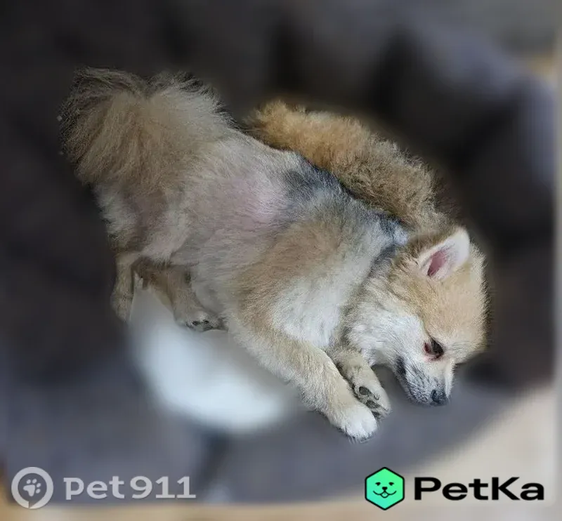 Пропала собака, Майская, Хабаровск — кличка Звезда, кормящая мать - photo