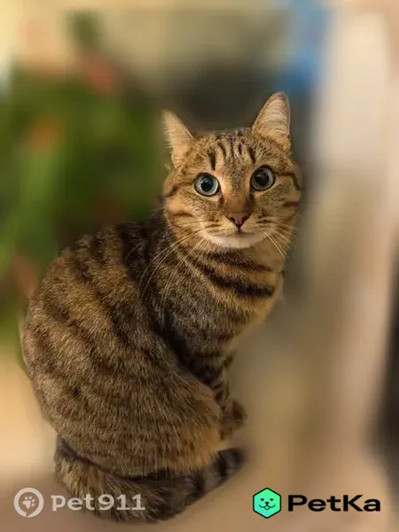 Пропала кошка, Канская, Улан-Удэ — полосатая трёхцветная, 4 года - photo
